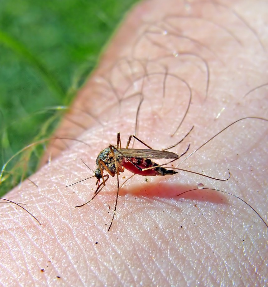 mosquito-bite-3