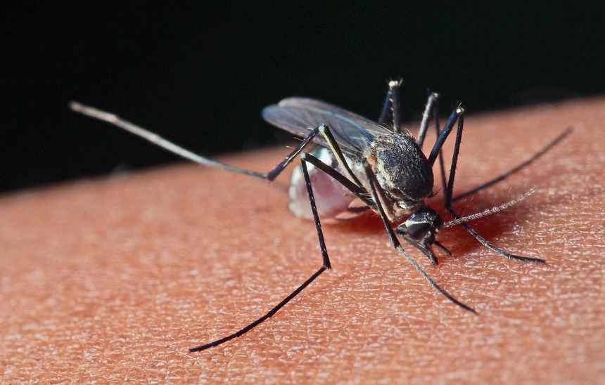 mosquito-bite-4