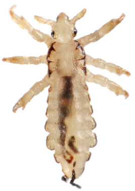 Natural louse clear