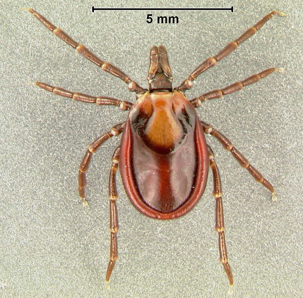 Nepalese tick