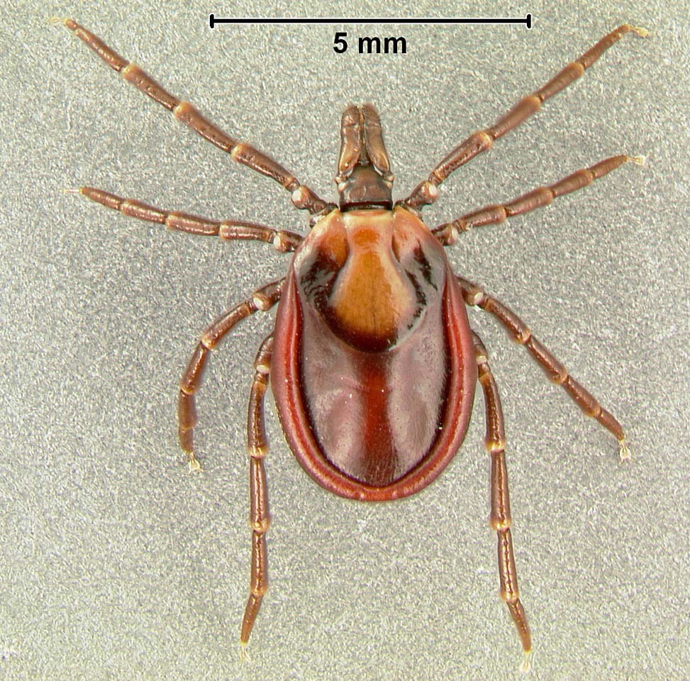 Nepalese tick