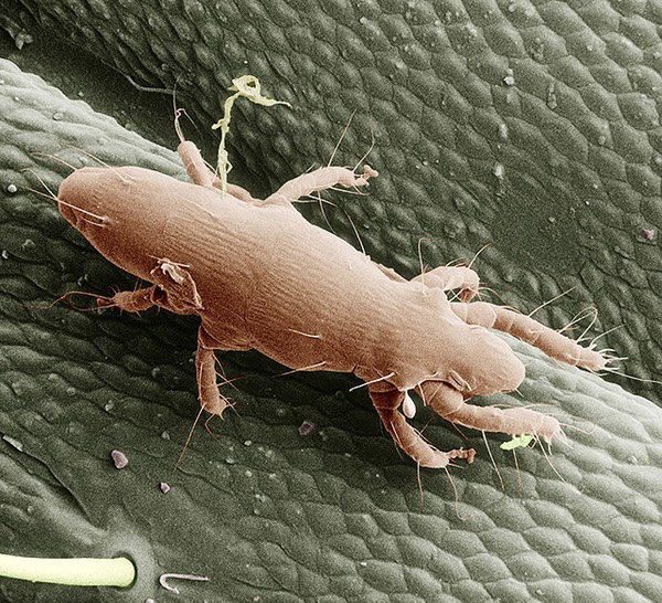 Pyemotes tritici