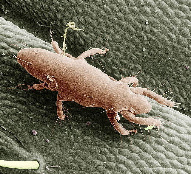 Pyemotes tritici