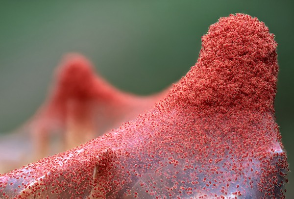 Red spider mites