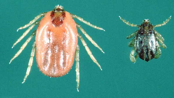 Rhipicephalus-microplus-female-male