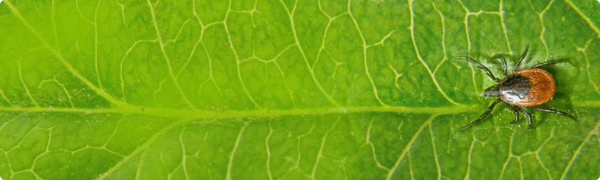 tick on leaf