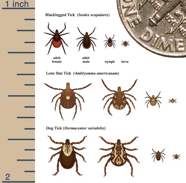 Tick sizes CDC