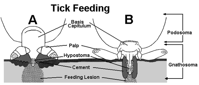 Tickattack